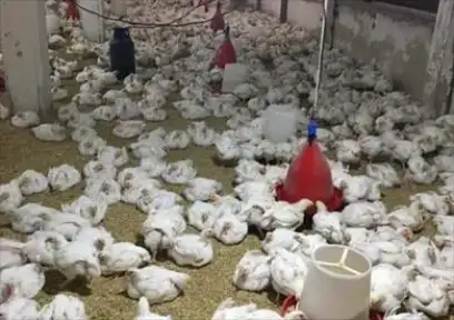 شعبة الدواجن: نناشد وزارة البترول...
