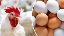 تعرف علي اسعار الدواجن والبيض...