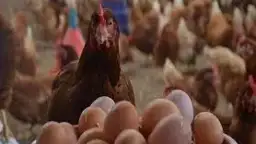 أسعار الدواجن والبيض  اليوم 2...