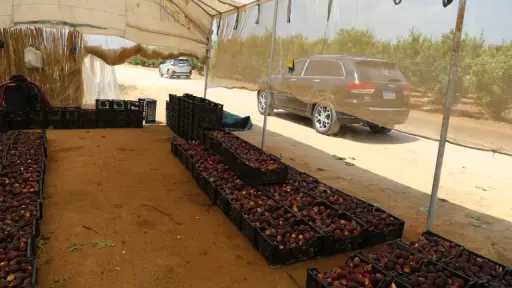 نماء