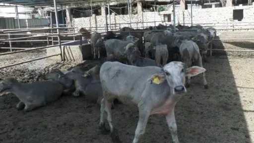 نماء