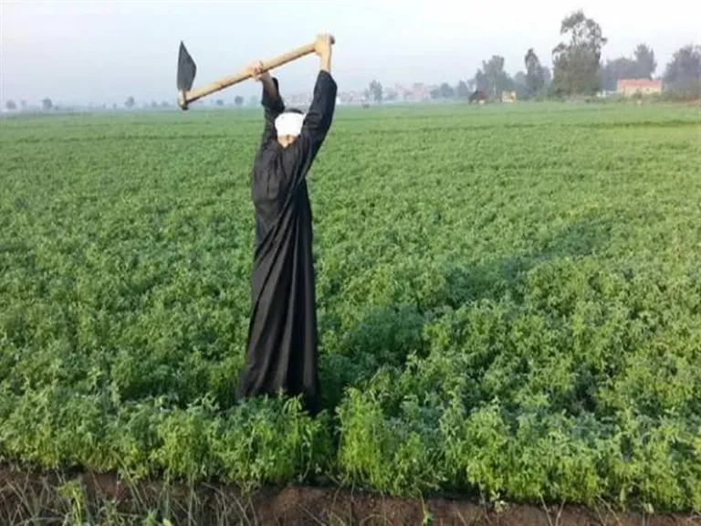 30.2 ٪ زيادة فى صافى قيمة الدخل الزراعى عام 2023/2024