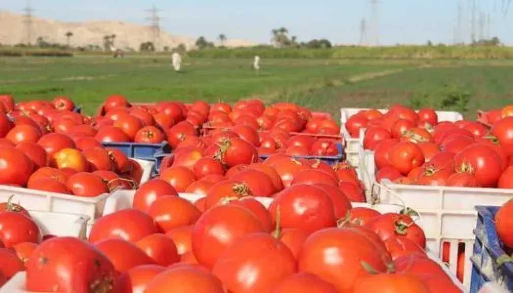 نماء