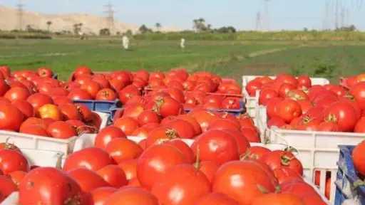 نماء