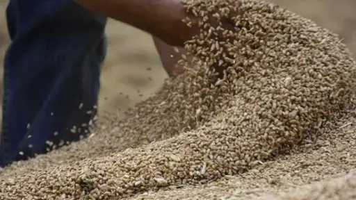 نماء