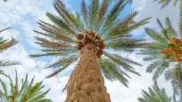 نماء