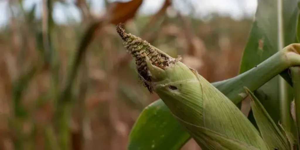 منوعات