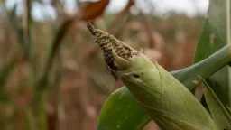 منوعات