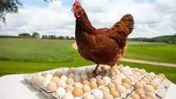 اسعار الدواجن والبيض اليوم 13...