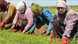مستشار وزير الزراعة: المزارع المصري...