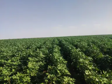 مستشار وزير الزراعة: مشروع الصوب...