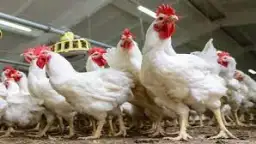  الاتفاق على تداول الدواجن والبيض...
